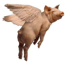 flyingpig